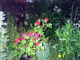 IMG019.JPG